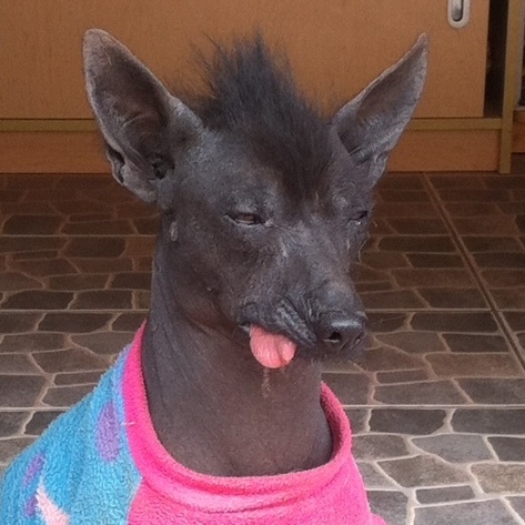 A Peruvian Hairless Dog